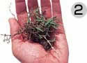 根に付着した土。 この土の中に雑草の種子や 害虫の卵が含まれています。