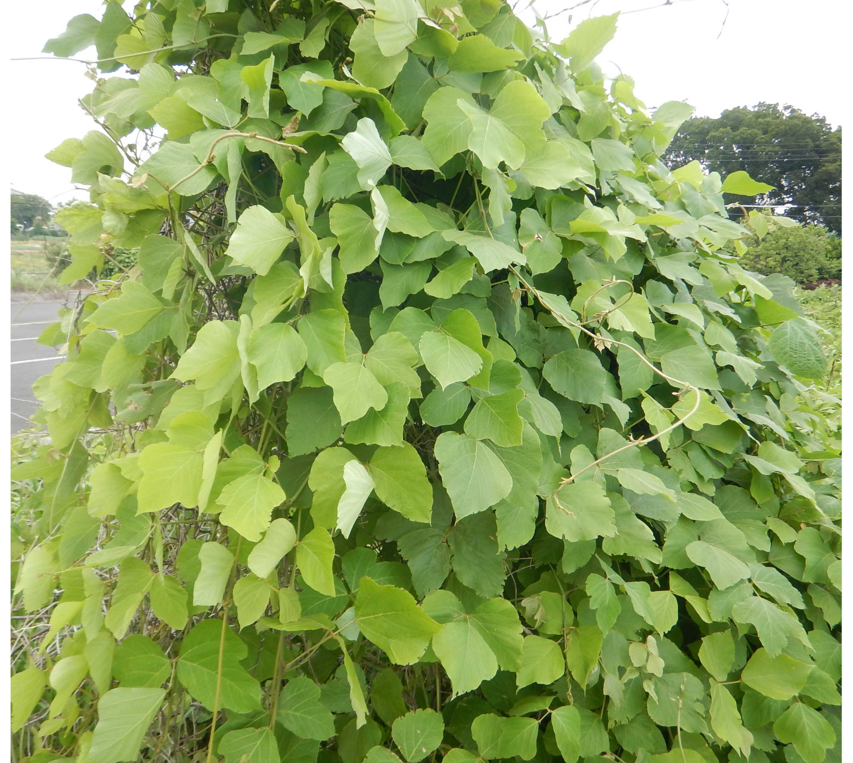 外来種シリーズ4 海外で猛威を振るう日本の植物 クズ ニチノー緑化