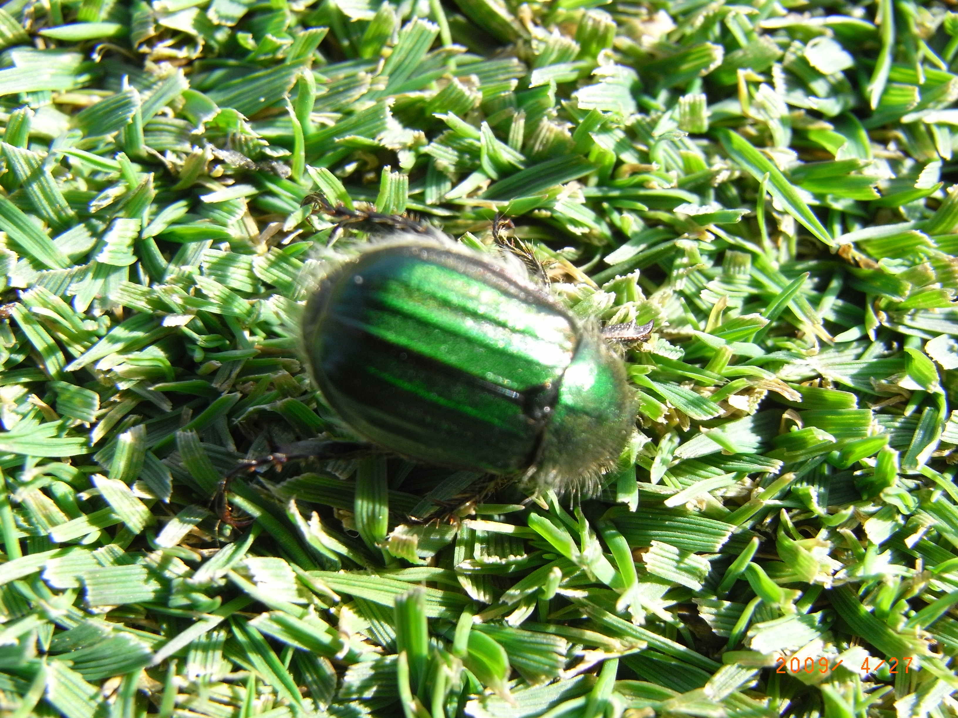 少し変わった芝害虫シリーズ1 ヒラタアオコガネ ニチノー緑化
