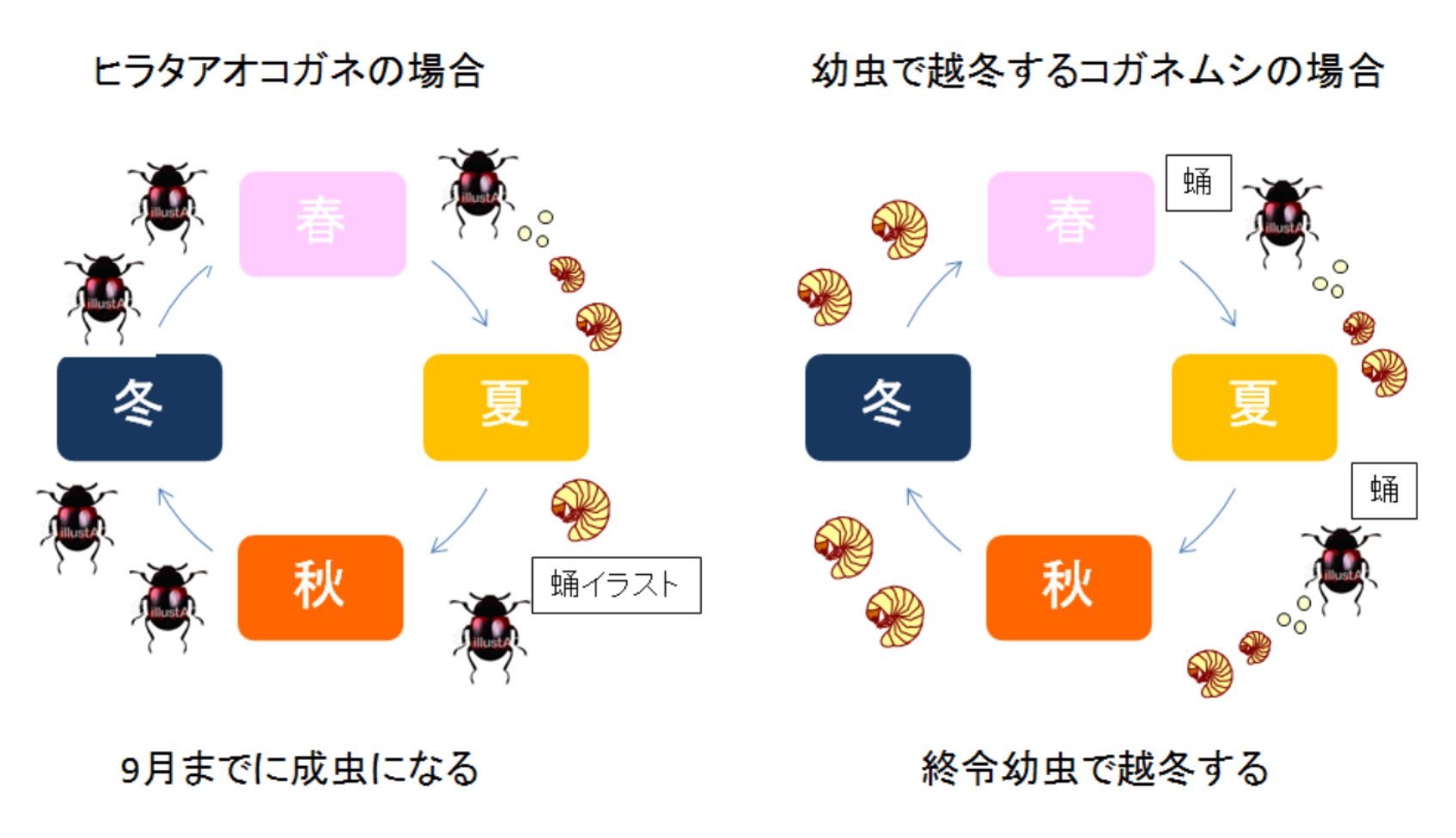 ヒラタアオコガネ生活環