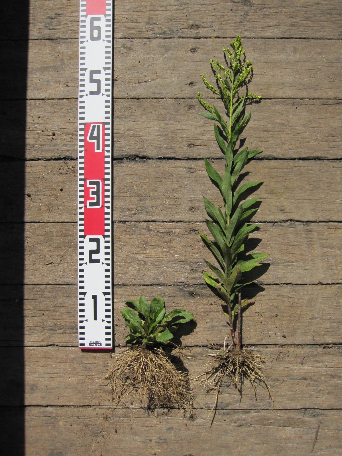 外来種シリーズ5 重点対策外来種 セイタカアワダチソウ ニチノー緑化 外来種シリーズ5 重点対策外来種 セイタカアワダチソウ ニチノー緑化