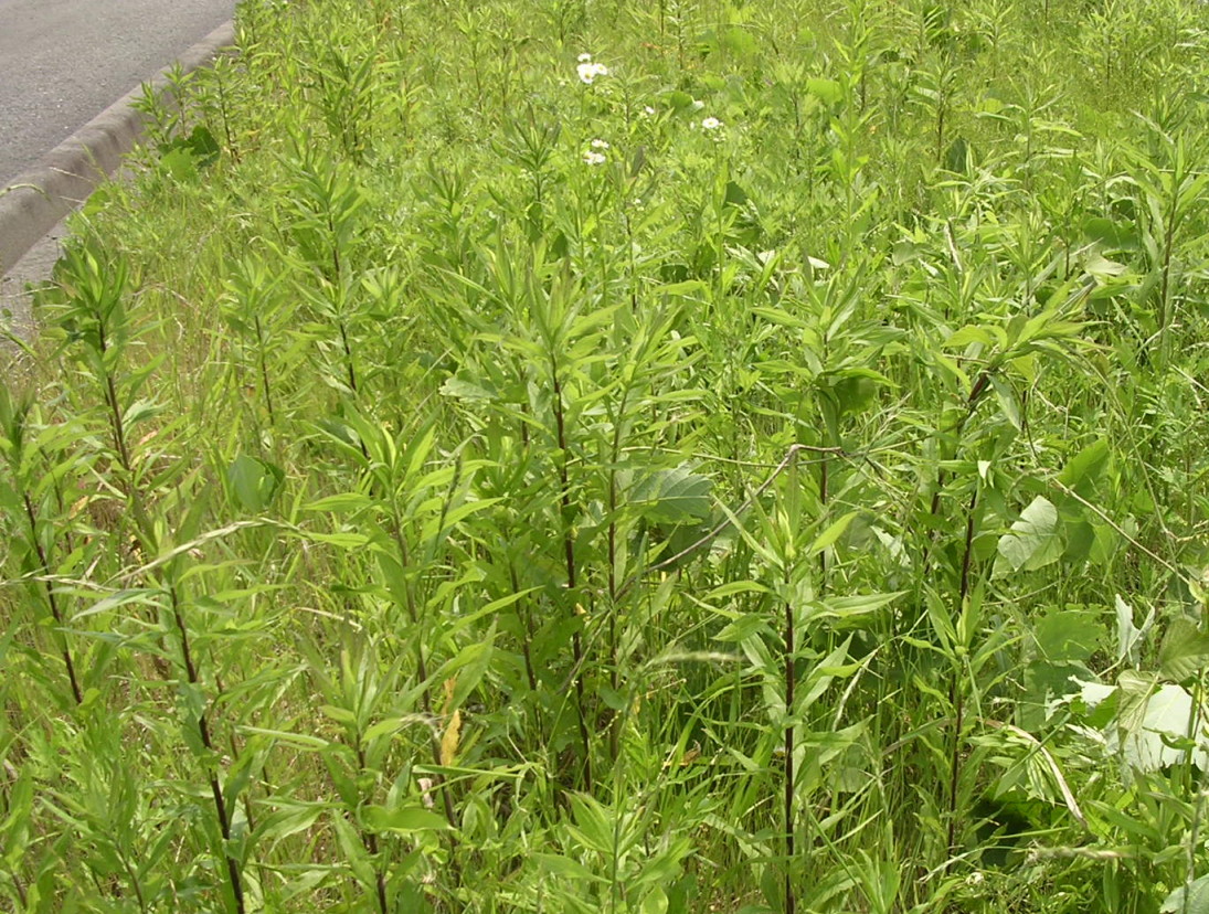 茎を伸ばす夏場のセイタカ