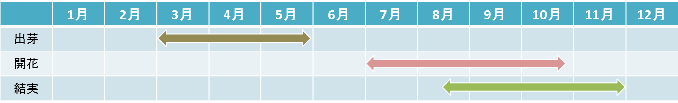 オオハンゴンソウ発生消長